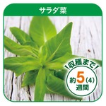 グリンテリア専用種子セット サラダ菜