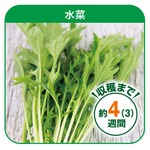 グリンテリア専用種子セット 水菜