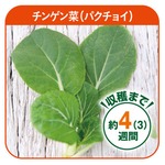 グリンテリア専用種子セット チンゲン菜（パクチョイ）