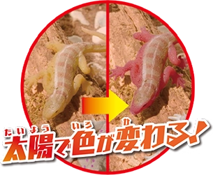 太陽で色が変わる