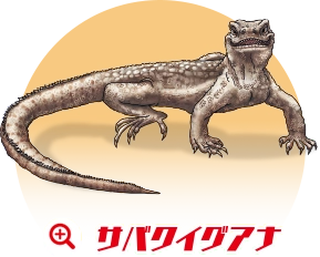 サバクイグアナ