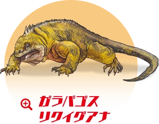 ガラパゴスリクイグアナ