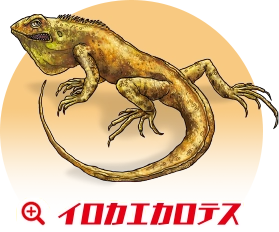 イロカエカロテス