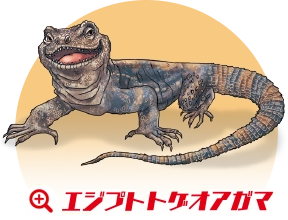 エジプトゲオアガマ