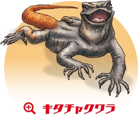 キタチャクワラ