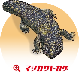 マツカサトカゲ