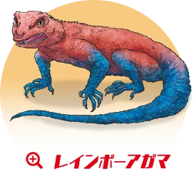 レインボーアガマ