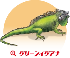 グリーンイグアナ