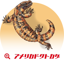 アメリカドクトカゲ