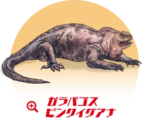 ガラパゴスピンクイグアナ