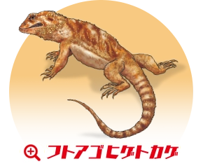 フトアゴヒゲトカゲ