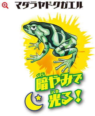 マダラヤドクガエル