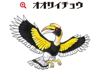 オオサイチョウ