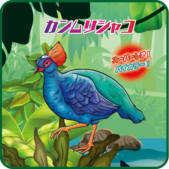 カンムリシャコ