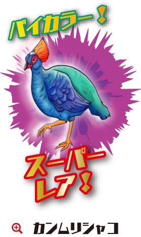 カンムリシャコ