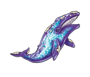 コククジラ