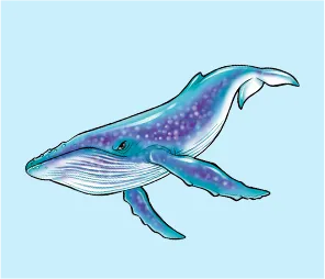 シロナガスクジラ