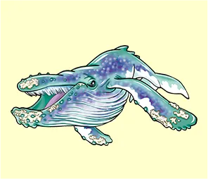 ザトウクジラ