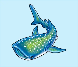 ジンベエザメ
