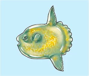 マンボウ