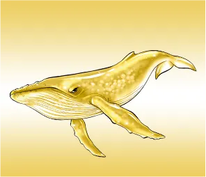 シロナガスクジラ