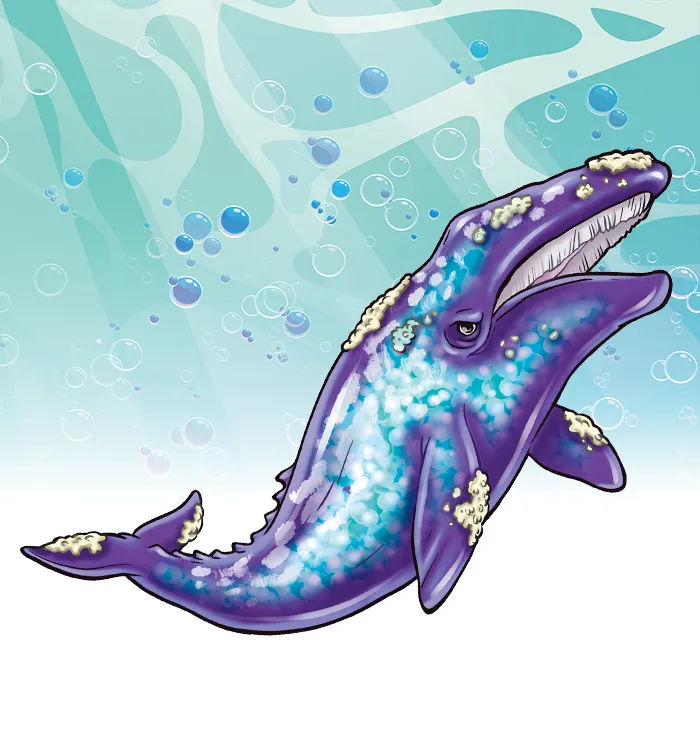 コククジラ