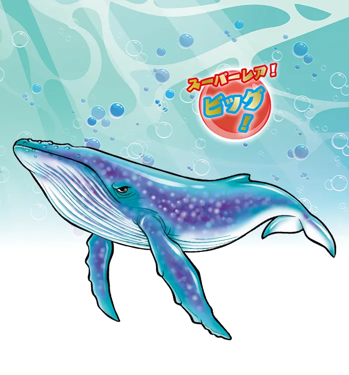 シロナガスクジラ