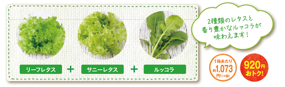 グリンテリア専用種子セット 3種の中華野菜セット 野菜 3箱種子セット オンラインショップ デアゴスティーニledプランター